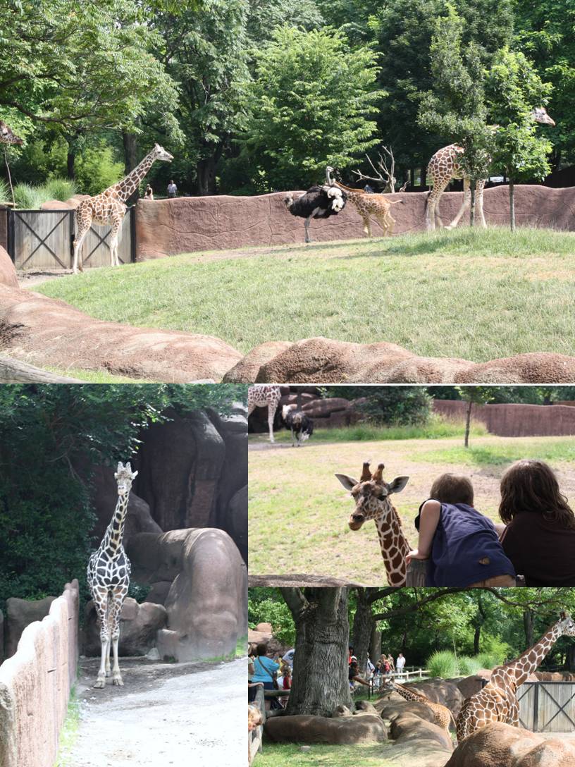 The baby giraffe and the ostrich got into a little fight.  I think the ostrich was just being grumpy :)  Doesn't that giraffe in the lower left just look so awkward & uncomfortable.  Maybe he's new and he's just being a little shy :)